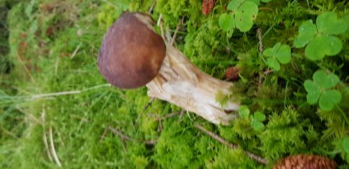 Porcini mushroom in amongst moss